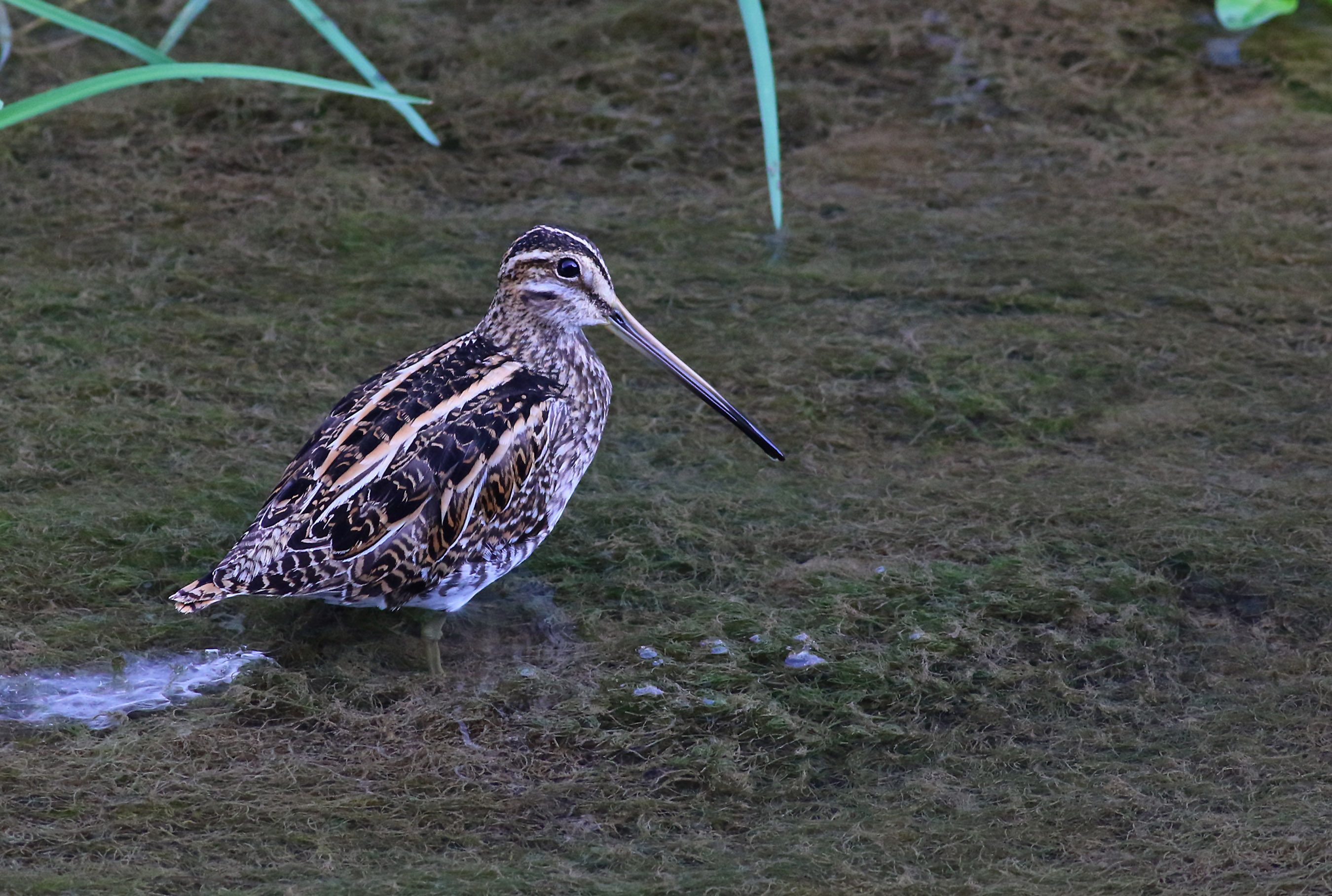 Common Snipe